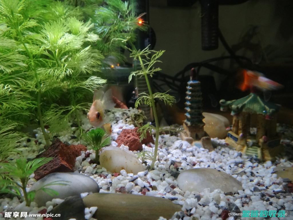 详解水族箱清洁步骤：让你的鱼儿健康生活每一天 (水族箱的清理)