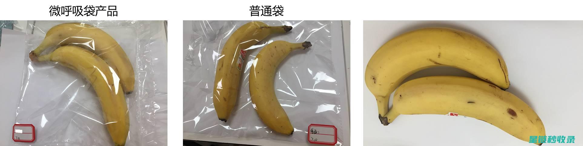 冬季香蕉保鲜秘籍，延长新鲜度的妙招分享 (冬季香蕉保鲜方法)